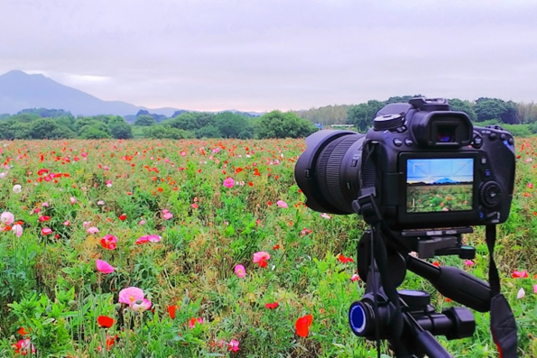 アウトドアで人気のネイチャーウォークで花畑を写真に収めている画像