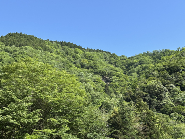 アウトドアで人気の森林浴をしている画像