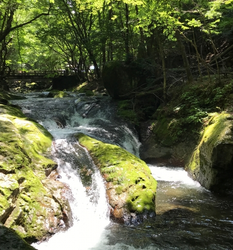 アウトドアで人気の沢遊びをしている画像